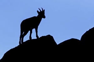 Images Dated 14th August 2018: Western Spanish ibex - female silhouette - Sierra