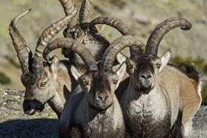 Behavoir Gallery: Western Spanish ibex - group of males - Sierra de