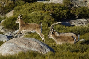 Western Spanish ibex - group on mountain - Sierra