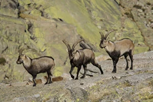 Western Spanish ibex - male on field - Sierra de