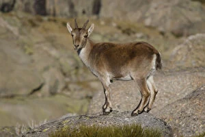 Western Spanish ibex - on rocks - Sierra de Gredos