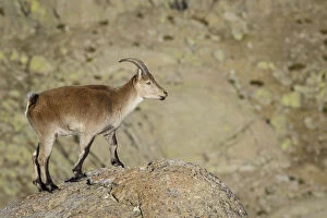 Western Spanish ibex - standing on rocks - Sierra