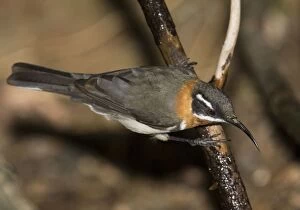 Western Spinebill - coming to drink at a secluded pool