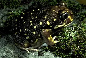 White Spotted Prints: Western spotted / White-spotted burrowing frog