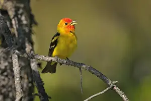 Tanager Prints: Western Tanager - male perched on Pine Tree singing - Western U. S. - Summer _D3D1398