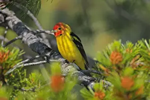 Yellowstone Prints: Western Tanager - male perched on Pine Tree - Western U. S. - Summer _D3D1408