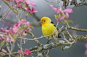 Western Tanager - male in pink dogwood tree - Spring