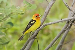 Images Dated 4th July 2008: Western Tanager male, Piranga ludoviciana. Washington in July