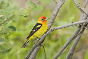 Western Tanager male, Piranga ludoviciana. Washington in July