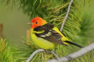 Tetons Prints: Western Tanager - Male Western U