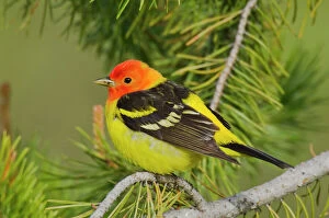 Migration Collection: Western Tanager - Male Western U. S. Spring. Grand Teton National Park, Wyoming, Rocky Mountains