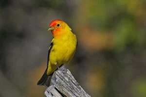 Images Dated 14th July 2010: Western Tanager - male - Western U.S. - Summer _D3D1196