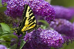 Western Tiger Swallowtail Collection: Western Tiger Swallowtail Butterfly (Papilio rutulus)