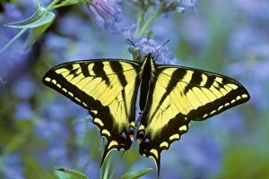 Swallowtail Butterfly Collection: Western Tiger Swallowtail Butterfly Px223
