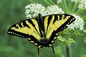 Western Tiger Swallowtail Butterfly on Queen Annes lace flower. Pacific Northwest, USA PX-197