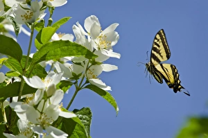 Western Tiger Swallowtail Collection: Western Tiger Swallowtail - in flight - Pacific Northwest _E7A0059