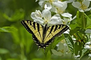 Western Tiger Swallowtail Collection: Western Tiger Swallowtail - nectaring on mock-orange - Pacific Northwest _E7A0149
