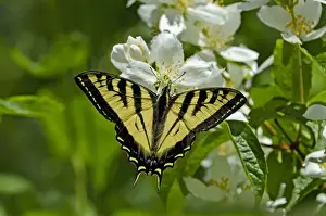 Drink Prints: Western Tiger Swallowtail - nectaring on mock-orange - Pacific Northwest _E7A0149
