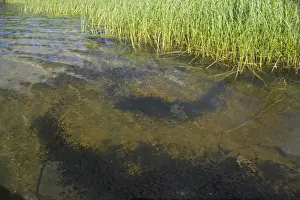 Tadpoles Prints: Western Toad - mass of Tadpoles Meta Lake