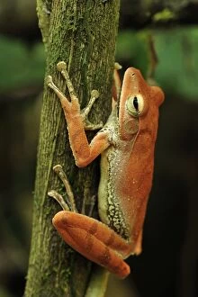 Western Tree Frog