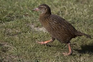 Images Dated 14th November 2014: Western Weka