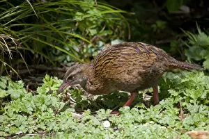 Western Weka / Woodhen - fossicking - Punakaiki - West Coast - South Island - New Zealand