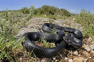 Mediterranean Prints: Western Whip Snake - in habitat - Sicily