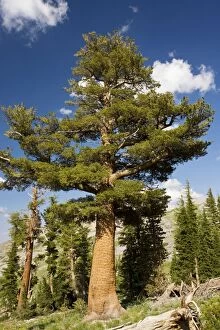 Images Dated 15th July 2008: Western White Pine