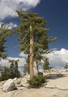 Protected Area Prints: Western White Pine - old tree growing in crevices in granite Yosemite National Park, USA