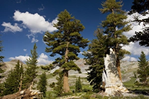 Images Dated 15th July 2008: Western White Pine - Sierra Nevada, California