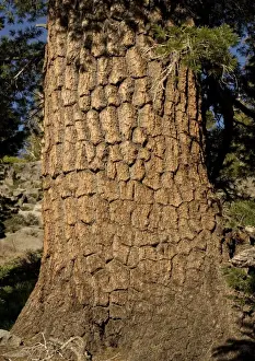 Conifer Prints: Western White Pine Tree - close-up at c. 9500 ft. in the Sierra Nevada