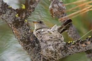 Images Dated 5th July 2008: Western Wood-Pewee, Contopus sordidulus. Washington in July