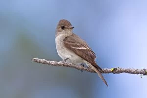 Images Dated 5th July 2008: Western Wood-Pewee, Contopus sordidulus. Washington in July
