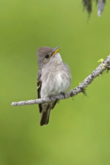 Images Dated 5th July 2008: Western Wood-Pewee, Contopus sordidulus. Washington in July
