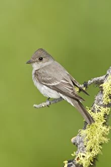 Images Dated 5th July 2008: Western Wood-Pewee, Contopus sordidulus. Washington in July