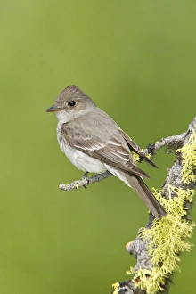 Images Dated 5th July 2008: Western Wood-Pewee, Contopus sordidulus. Washington in July