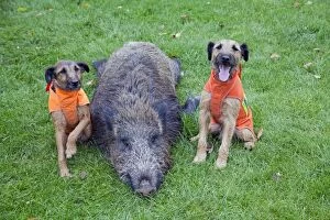 Boar Gallery: Westfalen Terrier - 2 hunting dogs and shot Wild