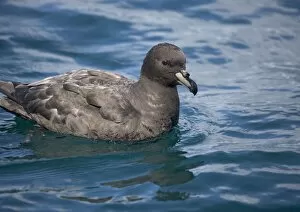 Images Dated 18th January 2005: Westland petrel, off the coast of South Island, New Zealand. Uncommon NZ endemic