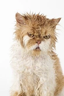 Wet ginger & white Persian cat looking angry and upset