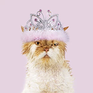 Bedraggled Gallery: Wet ginger & white Persian Cat wearing pink