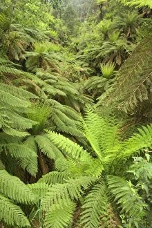 Images Dated 18th November 2008: Wet Sclerophyll Forest - very dense cover of tree ferns and ground ferns as understory in a
