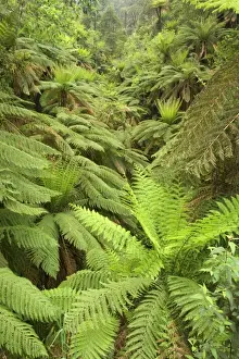Small Herbs And Coarse Grass Prints: Wet Sclerophyll Forest - very dense cover of tree ferns
