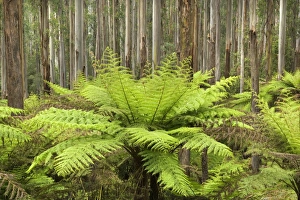 Images Dated 18th November 2008: Wet Sclerophyll Forest - magnificent forest consisting of mainly Mountain Ash trees