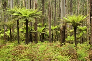 Images Dated 18th November 2008: Wet Sclerophyll Forest - magnificent forest consisting of mainly Mountain Ash trees