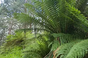 Wet Sclerophyll Forest - magnificent forest consisting of mainly Mountain Ash trees and impressive tree ferns and ground ferns as understory - Otways, Victoria, Australia