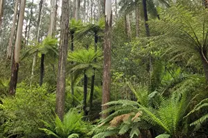 Wet Sclerophyll Forest - magnificent forest consisting of mainly Mountain Ash trees and impressive tree ferns and ground ferns as understory - Yarra Ranges National Park, Victoria, Australia