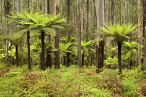 Gums Prints: Wet Sclerophyll Forest - magnificent forest consisting of mainly Mountain Ash trees