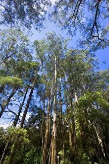 Wet Sclerophyll Forest - magnificent forest consisting of mainly Mountain Ash trees and impressive tree ferns and ground ferns as understory - Otways, Victoria, Australia