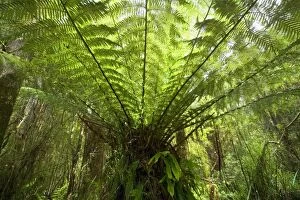 Images Dated 30th November 2008: Wet Sclerophyll Forest - magnificent tree fern grows as understory in a wet sclerophyll forest