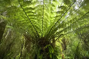 From Below Prints: Wet Sclerophyll Forest - magnificent tree fern grows as understory in a wet sclerophyll forest - Otways